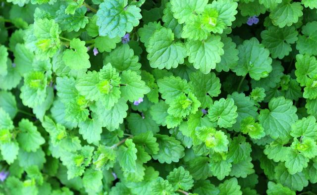 這種草，農(nóng)村小溪邊最常見(jiàn)！能消腫散瘀，治跌打損傷！你見(jiàn)過(guò)嗎？