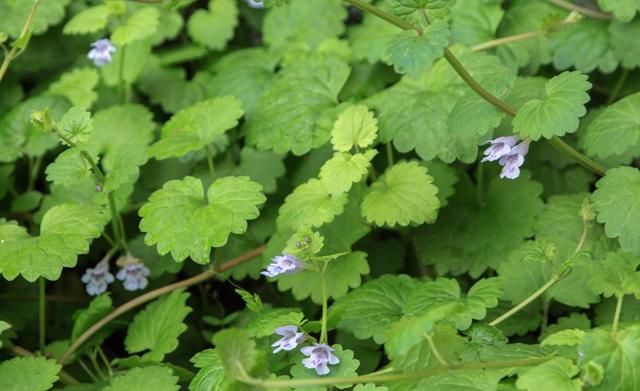 這種草，農(nóng)村小溪邊最常見(jiàn)！能消腫散瘀，治跌打損傷！你見(jiàn)過(guò)嗎？