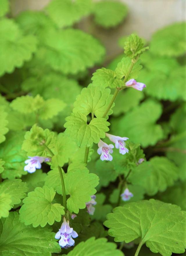 這種草，農(nóng)村小溪邊最常見(jiàn)！能消腫散瘀，治跌打損傷！你見(jiàn)過(guò)嗎？