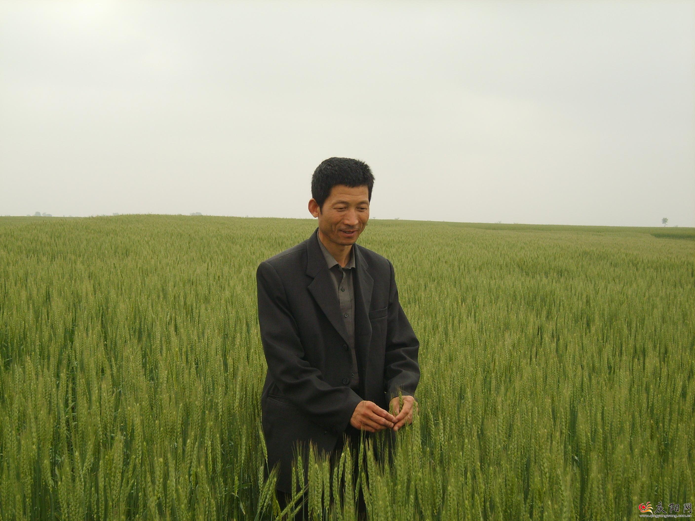 羅盤(pán)和小麥打了40年交道 羅盤(pán)和小麥打了40年交道