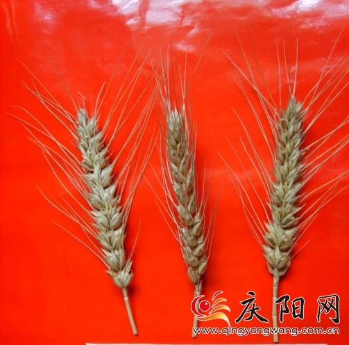 羅盤(pán)育種的寧麥1號(hào) 羅盤(pán)育種的寧麥1號(hào)