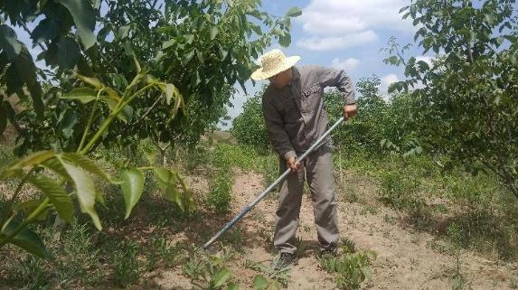 朱紀(jì)軍：扎根黃土地的“拓荒?！?>

                        <div   id=