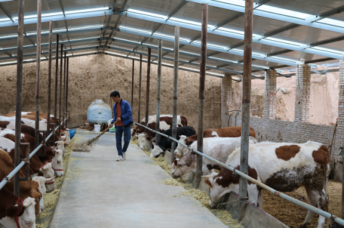 屯字鎮(zhèn)雙合村村民打掃牛舍衛(wèi)生。 本報(bào)記者 白勇濤 攝