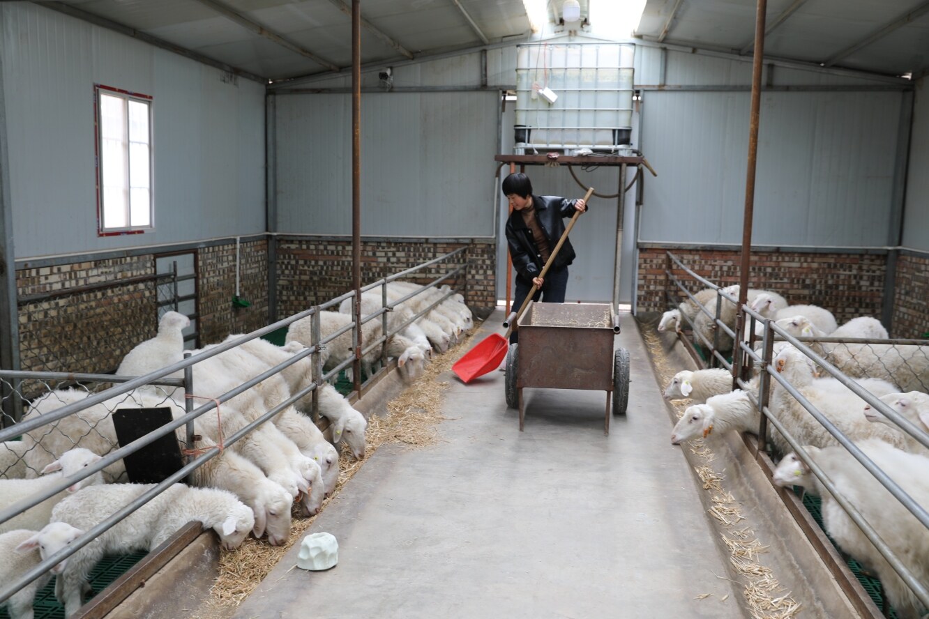 環(huán)縣曲子鎮(zhèn)西溝村養(yǎng)殖戶在給羊添草料。 隴東報全媒體 記者 李文 攝