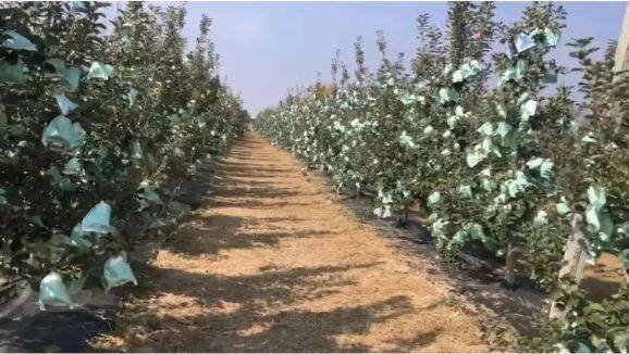 白馬鋪鎮(zhèn)高戶村任廣鵬家豐產(chǎn)期的瑞雪果園。