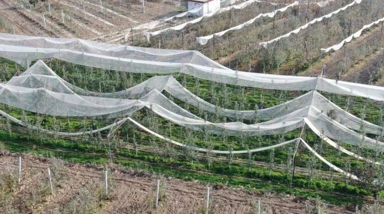 白馬鋪鎮(zhèn)肴子村宇洪洲瑞雪果園航拍圖。