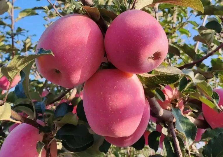 白馬鋪鎮(zhèn)的富士蘋果。