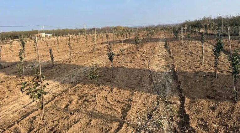 2022年春季新栽植的瑞雪果園。