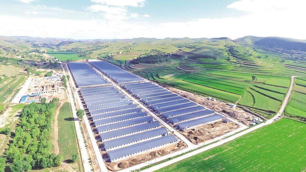 環(huán)縣雙廟20萬只肉羊育肥場俯瞰，