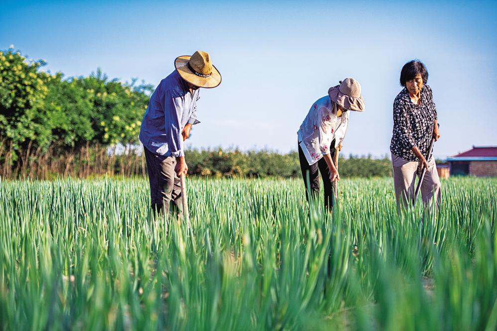 合水縣西華池鎮(zhèn)師家莊村的蔥田里，村民們在培土擁蔥。