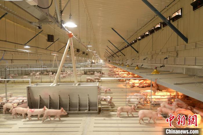 圖為正大慶陽(yáng)市西峰區(qū)溫泉鎮(zhèn)育肥場(chǎng)。　盤(pán)小美 　攝