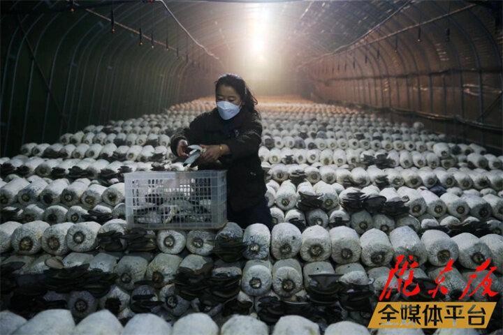 【新春走基層】小蘑菇里的生態(tài)致富經(jīng)