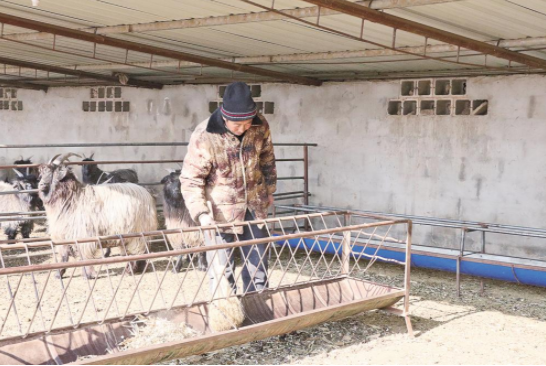 耿塬畔村村民姚自奎清理羊圈。