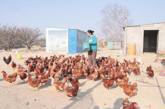 耿塬畔村村民魏曉霞給土雞喂食。