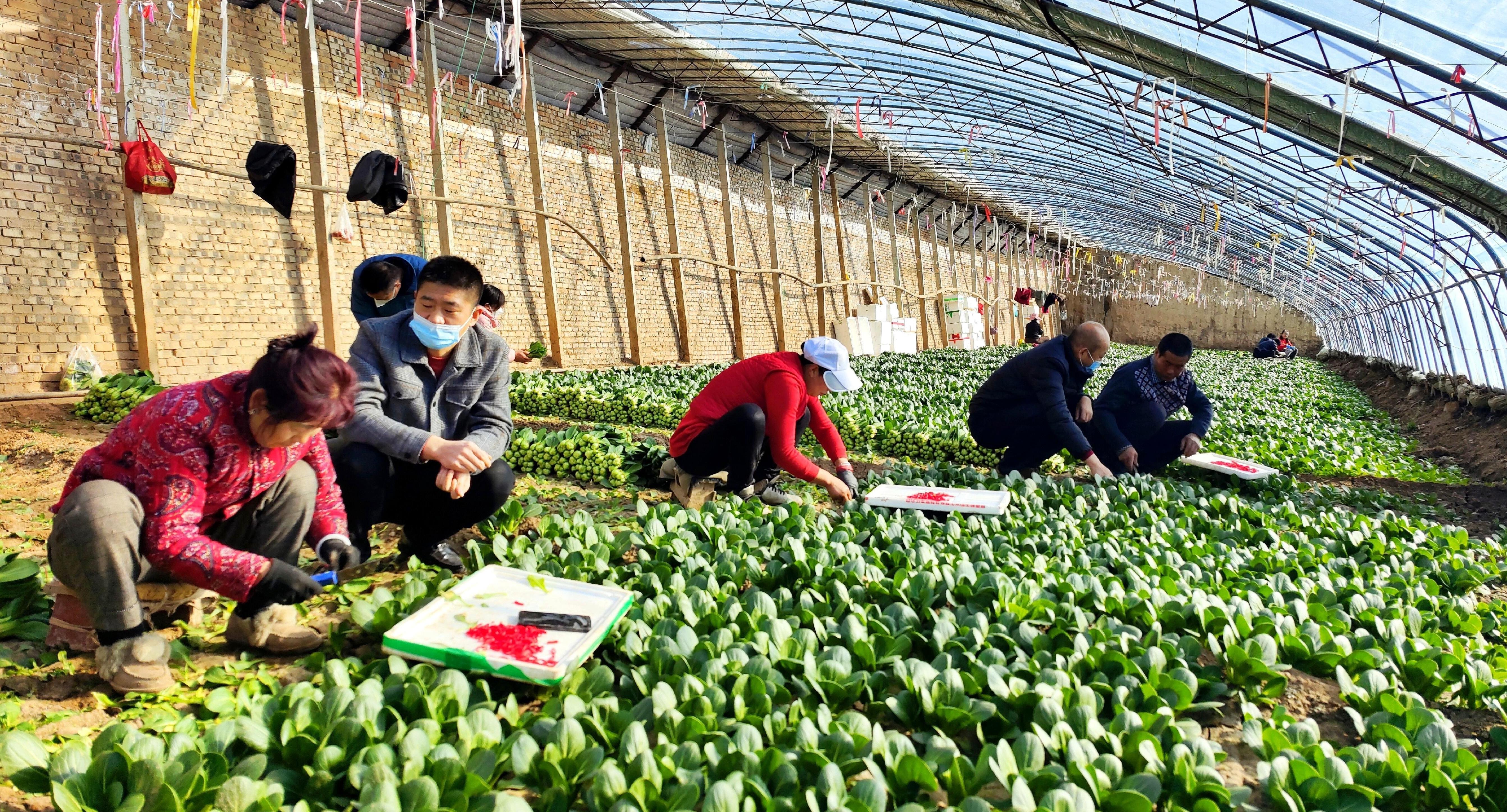 西峰區(qū)：溫室大棚春意濃 油菜采收銷(xiāo)售忙