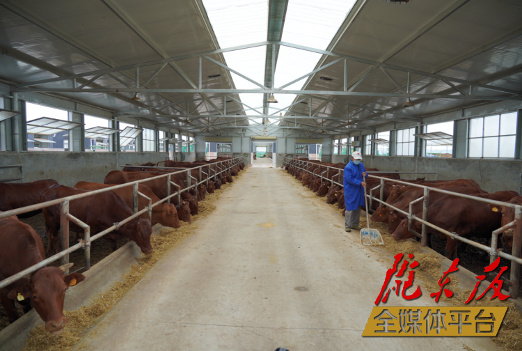 正寧縣正興現(xiàn)代農(nóng)牧千頭早勝牛繁育基地。本報記者 劉萍凝 攝