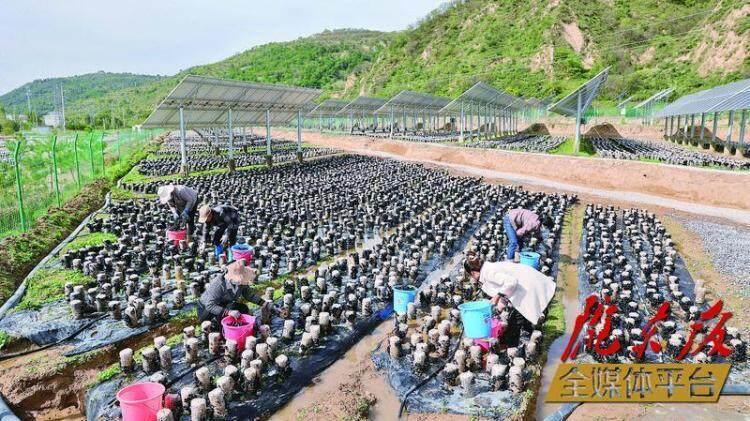 在華池縣城壕鎮(zhèn)余家砭村的現(xiàn)代農(nóng)業(yè)菌光互補產(chǎn)業(yè)園種植基地，工人們采摘木耳。 本報記者 谷羿 攝