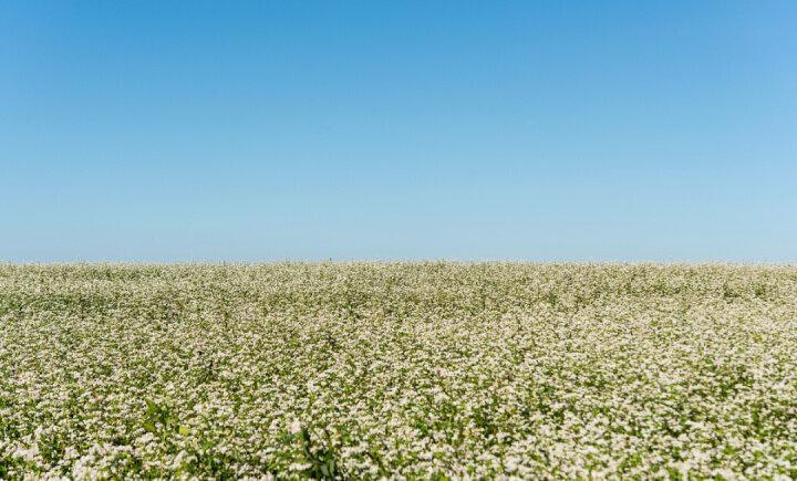 楊萬(wàn)林丨蕎麥花開(kāi)白雪香