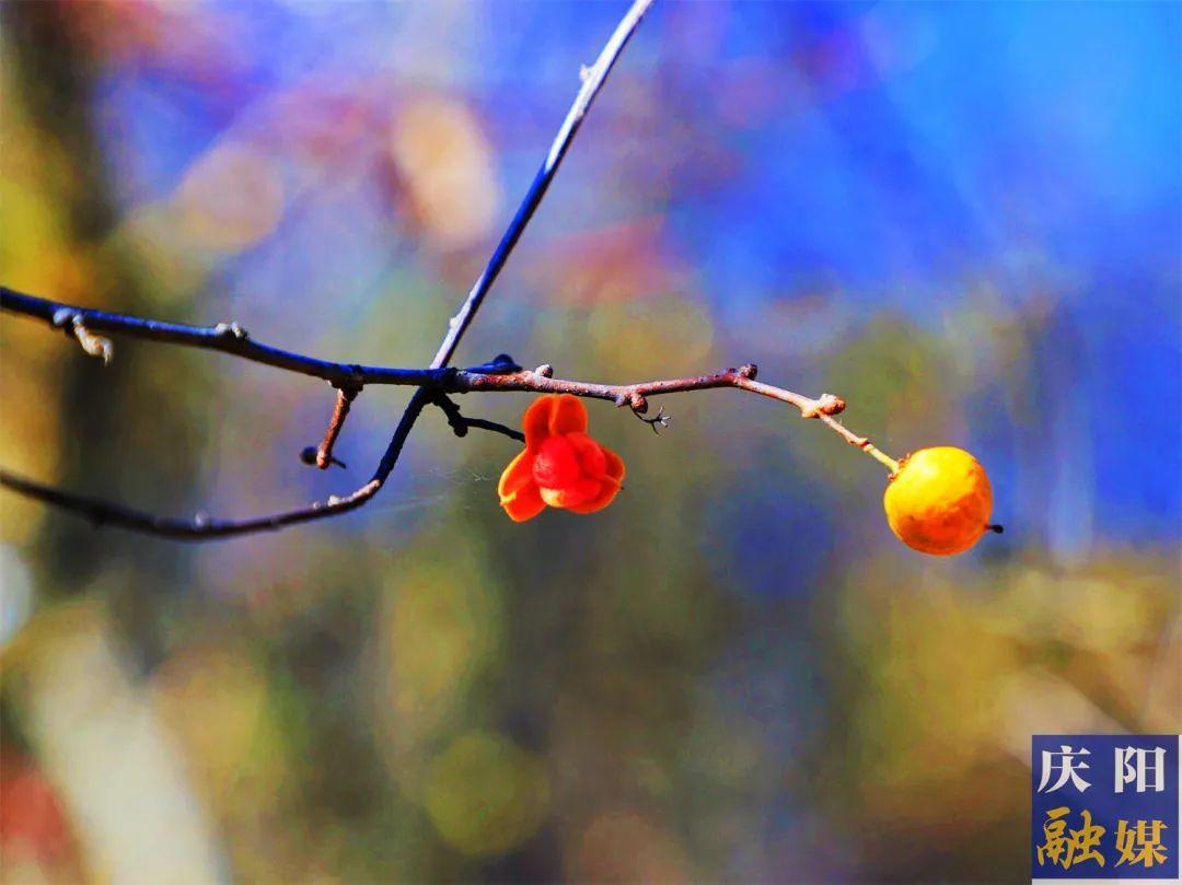 記憶 | 唇齒留香嗑麻子（王衛(wèi)權）