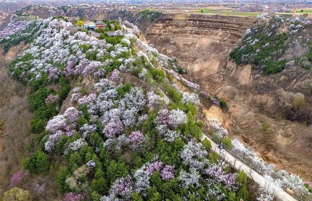 尋著花香，遇見慶陽的春和景明