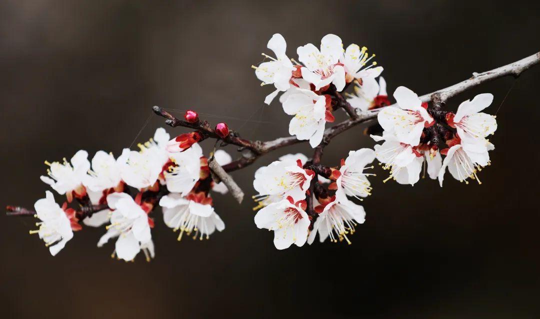 許你一個(gè)粉紅春天！慶陽(yáng)的杏花浪漫登場(chǎng)