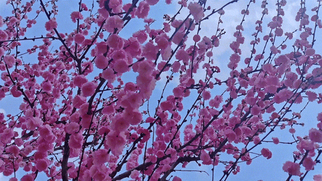 慶陽(yáng)的春日，舉目晴明，一路春暖花開(kāi)