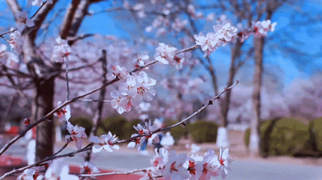 慶陽(yáng)的春日，舉目晴明，一路春暖花開(kāi)