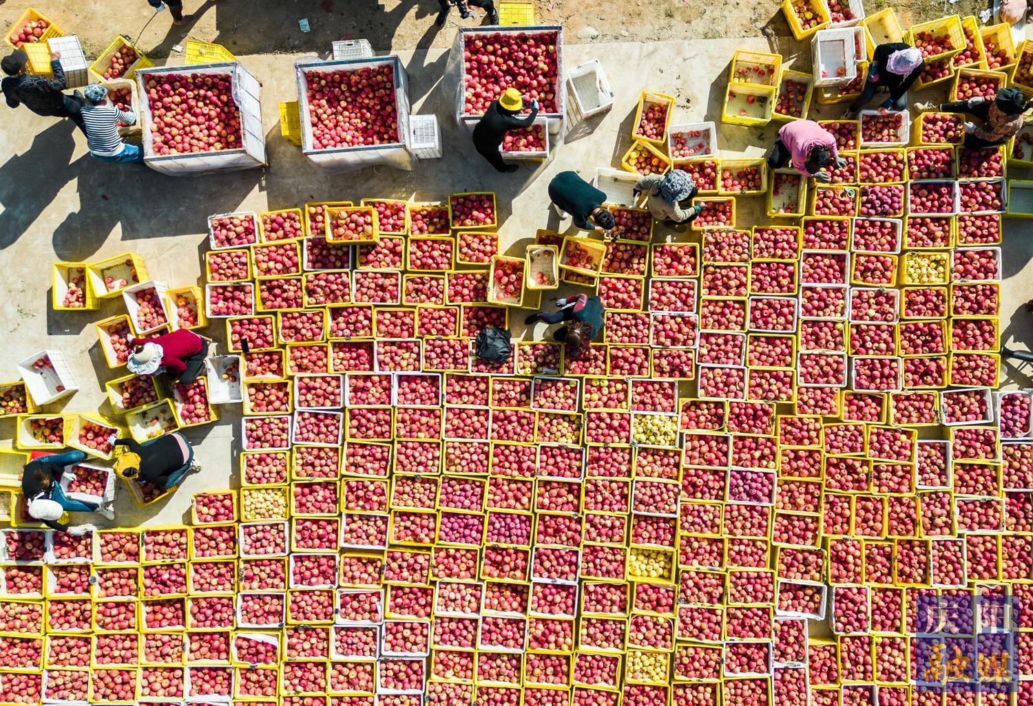 【攝影專(zhuān)題】枝頭掛滿“幸福果” 豐收時(shí)節(jié)紅火火