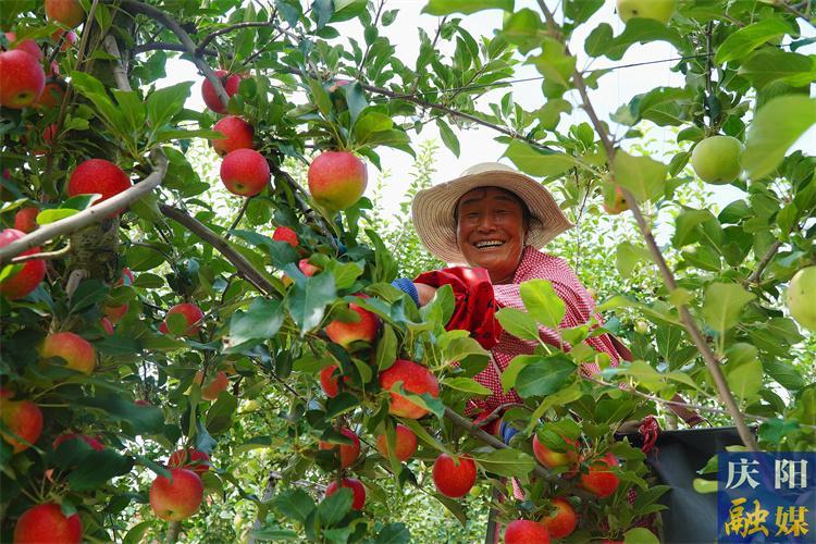 厚植農(nóng)民增收基礎(chǔ)  助力鄉(xiāng)村全面振興  ——慶陽市實(shí)施“四大工程”工作紀(jì)實(shí)