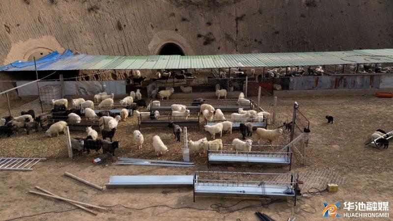 華池縣喬川鄉(xiāng)：種養(yǎng)結合 育出傳統產業(yè)新動能