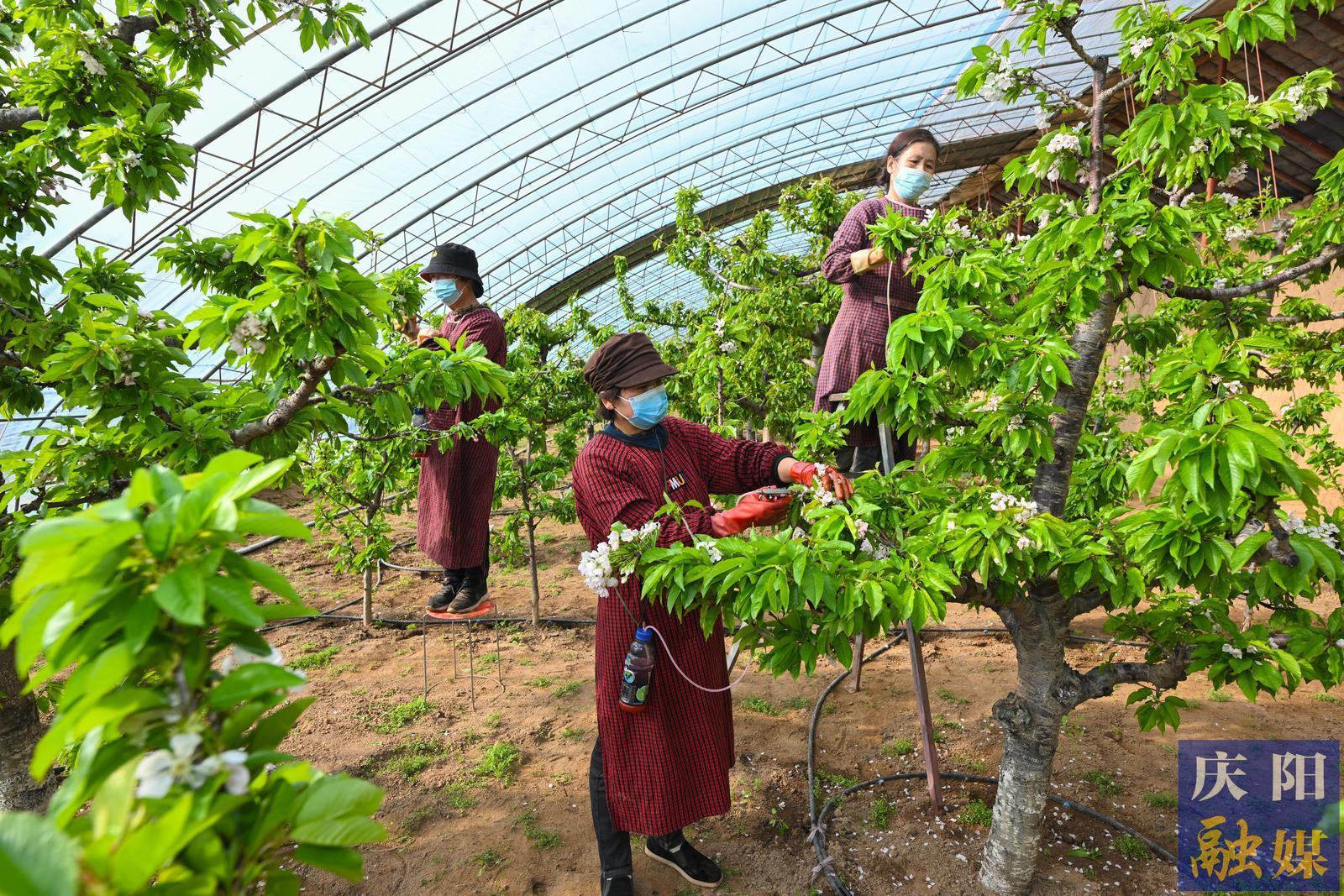 【新春走基層·攝影報(bào)道】西峰區(qū)什社鄉(xiāng)：農(nóng)業(yè)生機(jī)盎然，反季節(jié)櫻桃與大棚甜瓜引領(lǐng)產(chǎn)業(yè)新風(fēng)尚