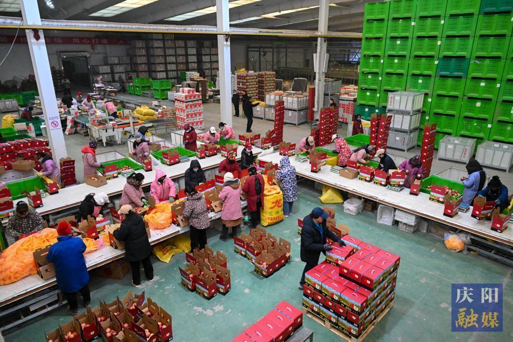 【新春走基層·攝影報(bào)道】寧縣：“春節(jié)檔”蘋果銷售掀高潮