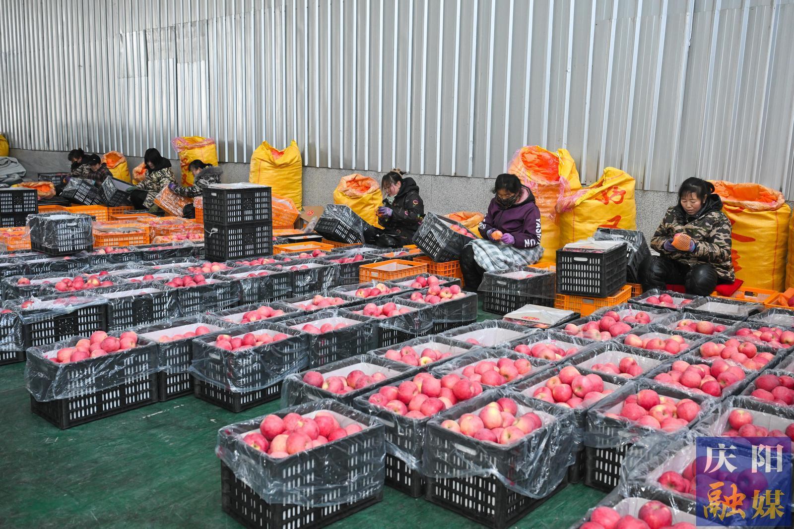 【新春走基層】打好“組合拳”持續(xù)做好產(chǎn)業(yè)發(fā)展“后半篇文章”——慶城縣全力推進蘋果產(chǎn)業(yè)提質(zhì)增效