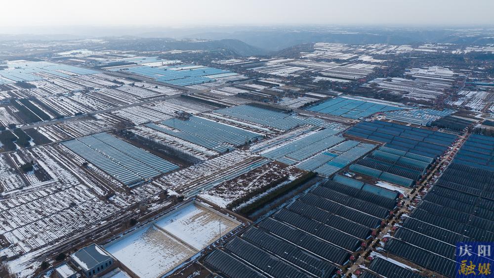 【攝影報道】正寧春日農(nóng)事忙：“三元雙向”示范園里春潮涌