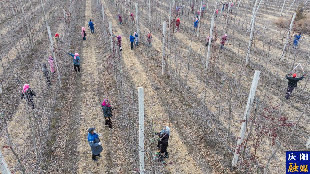 【攝影報道】鎮(zhèn)原縣：春季果園管護忙，技術培訓干貨滿滿！