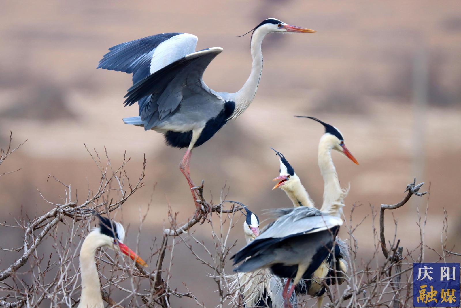 【攝影報道】甘肅合水：生態(tài)環(huán)境持續(xù)變好 蒼鷺如期歸巢