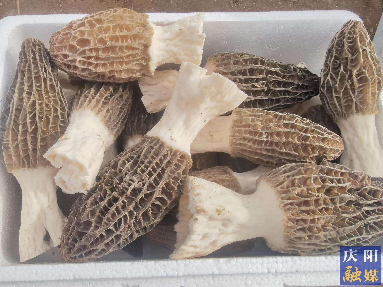 鎮(zhèn)原臨涇：羊肚菌撐起“致富傘” 小菌菇孕育大產(chǎn)業(yè)