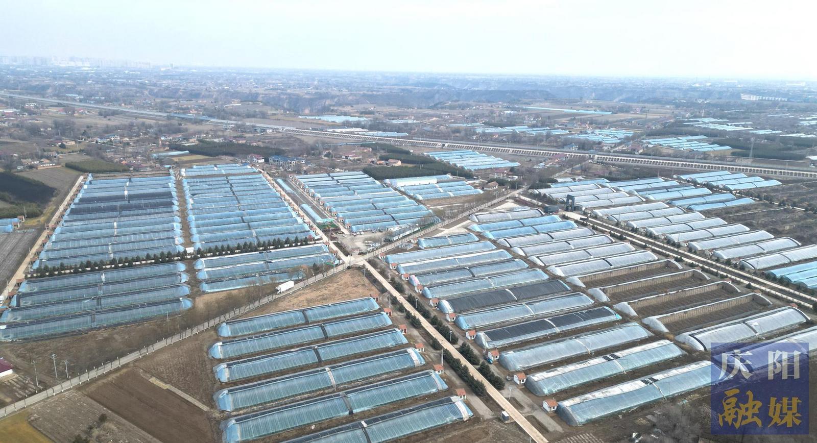 【攝影報道】西峰:果蔬大棚春管忙