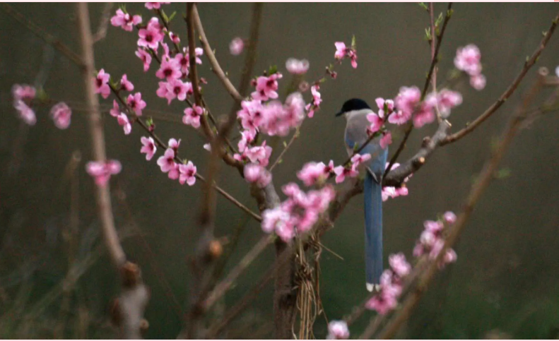 書香慶陽(yáng) | 真情至愛之歌——讀穆念嚴(yán)《子午嶺放歌》（曹新民）