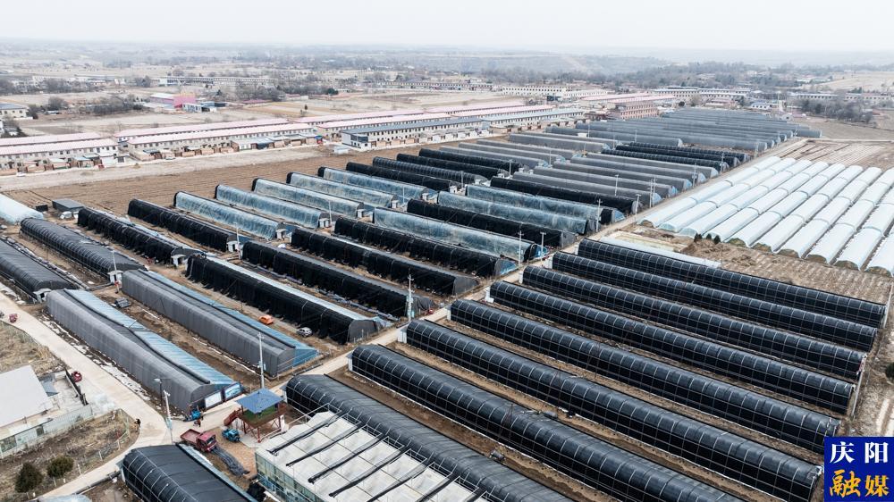 【攝影報道】鎮(zhèn)原：以菌為引，構(gòu)建“三元雙向”循環(huán)農(nóng)業(yè)新格局