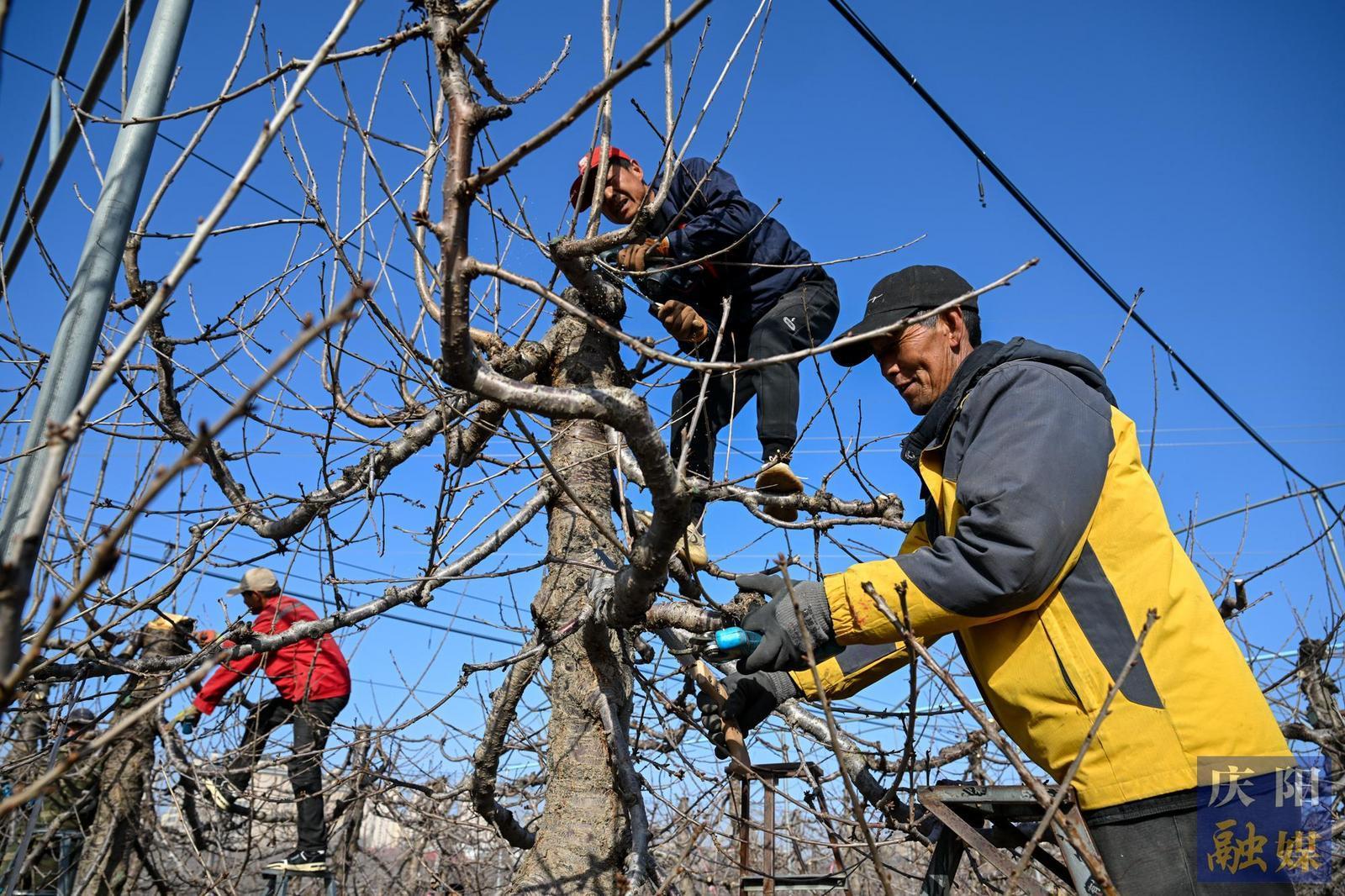 【攝影報(bào)道】西峰：春剪千枝忙 蓄力好“豐”光