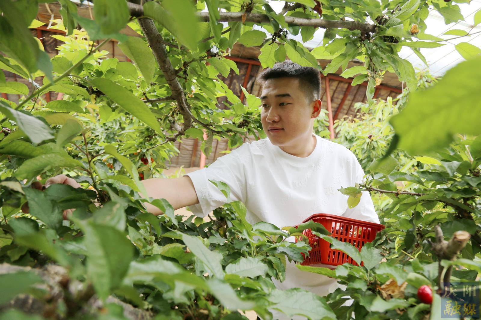 【攝影報(bào)道】西峰：櫻桃上市迎客來(lái)