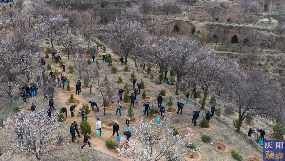 【攝影報(bào)道】再植新綠！慶陽市開展2025年義務(wù)植樹活動(dòng)