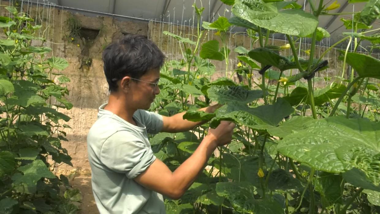 【鄉(xiāng)村行 看振興】合水：設施農(nóng)業(yè)賦能 蔬菜產(chǎn)業(yè)跑出增效“加速度”