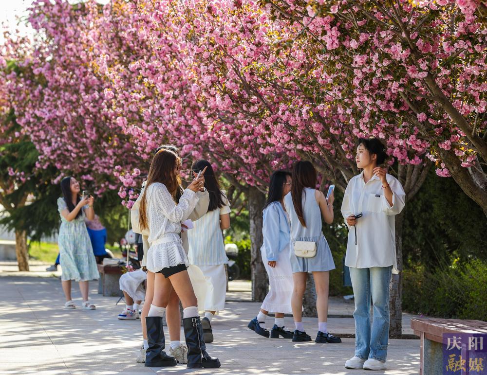 【攝影報(bào)道】 春日西峰，櫻花如詩，市民共赴浪漫花事