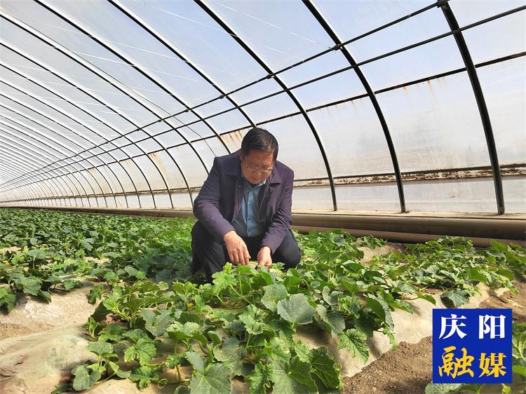 【報效祖國 建功西部】情系菜籃三十載 科技富農(nóng)播大愛 ——記慶陽市農(nóng)科院副院長、正高級農(nóng)藝師肖正璐