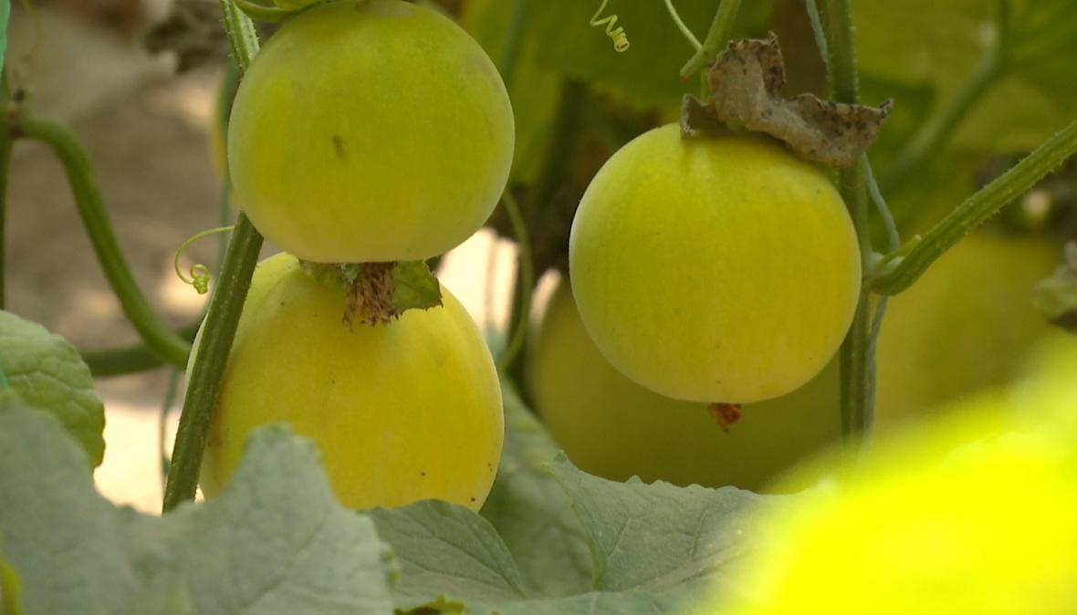 【深化農(nóng)文旅融合發(fā)展】合水：“直播帶貨+田園打卡” 板橋甜瓜成網(wǎng)紅爆款