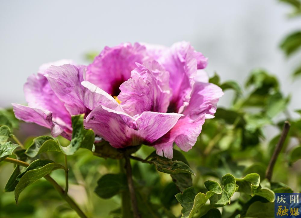 【攝影報(bào)道】八旬老人與牡丹的半世紀(jì)情緣：韋老莊村的“花緣”故事