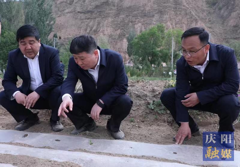 周繼軍在環(huán)縣調研農業(yè)抗旱工作