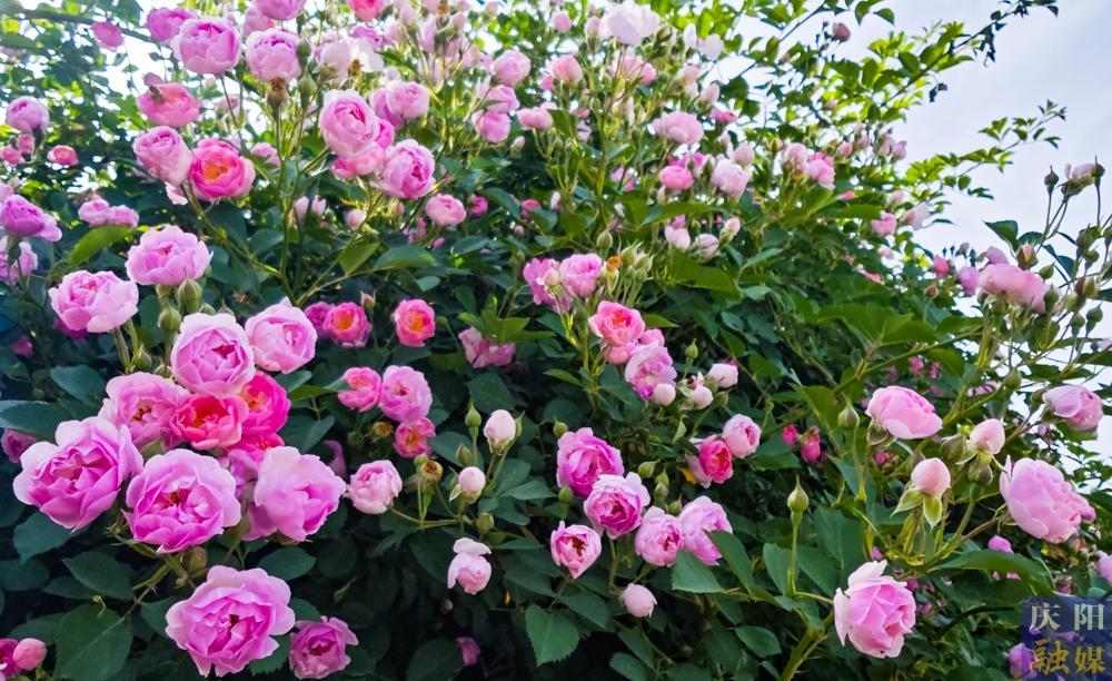 【攝影報(bào)道】薔薇花開！邂逅夏日的浪漫